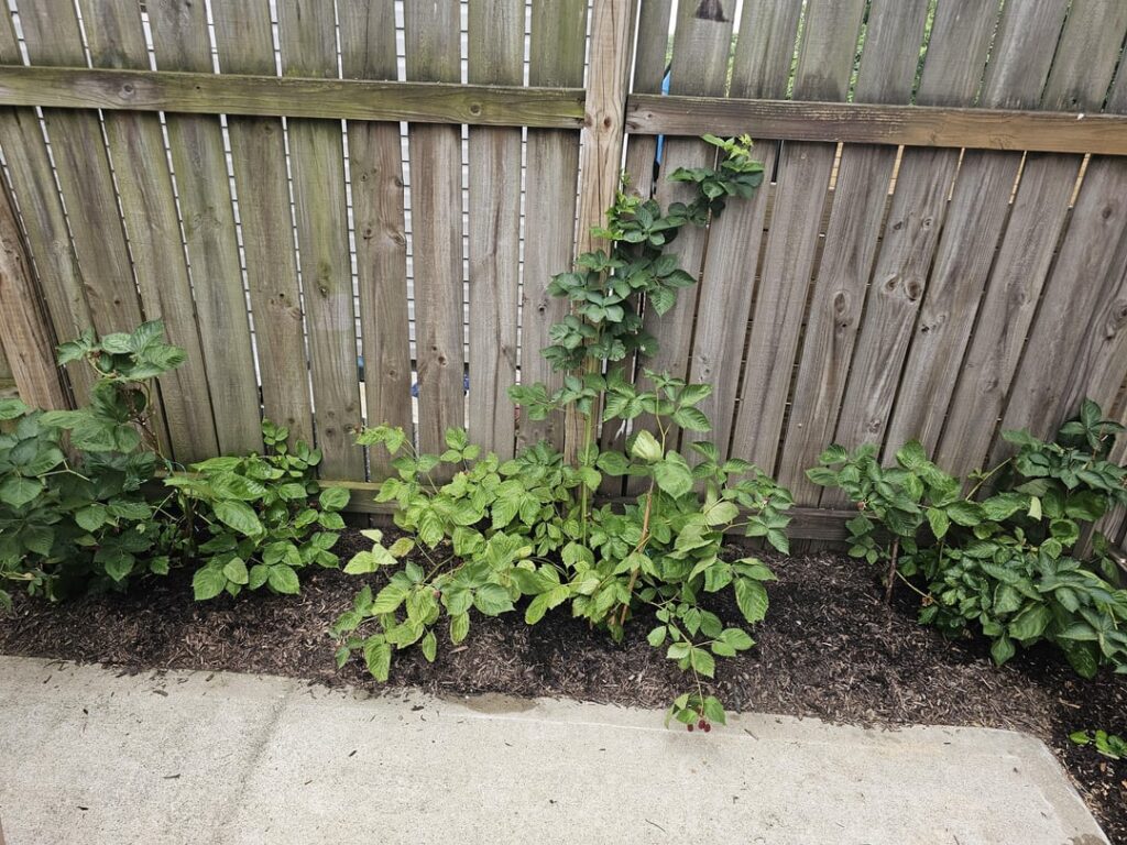 Blackberry lighter leaves on one plant question
