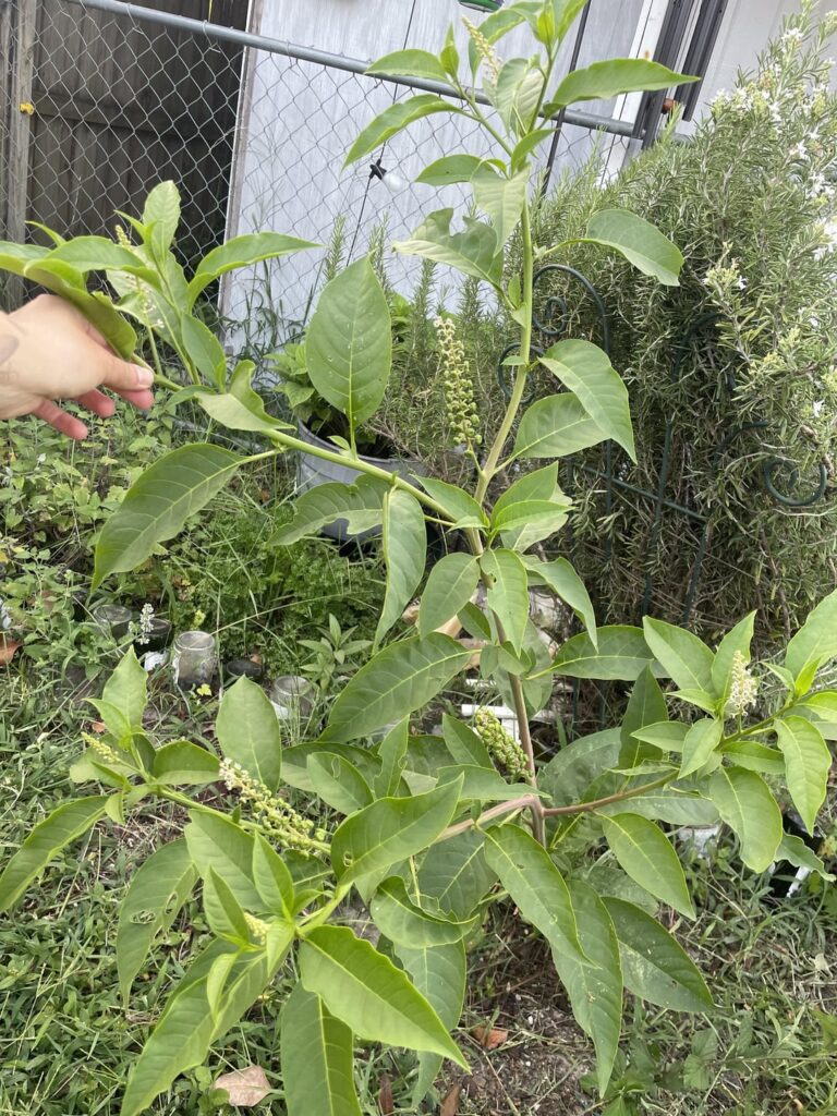 I think this is American nightshade but I’m curious about the berries edibility and uses.
