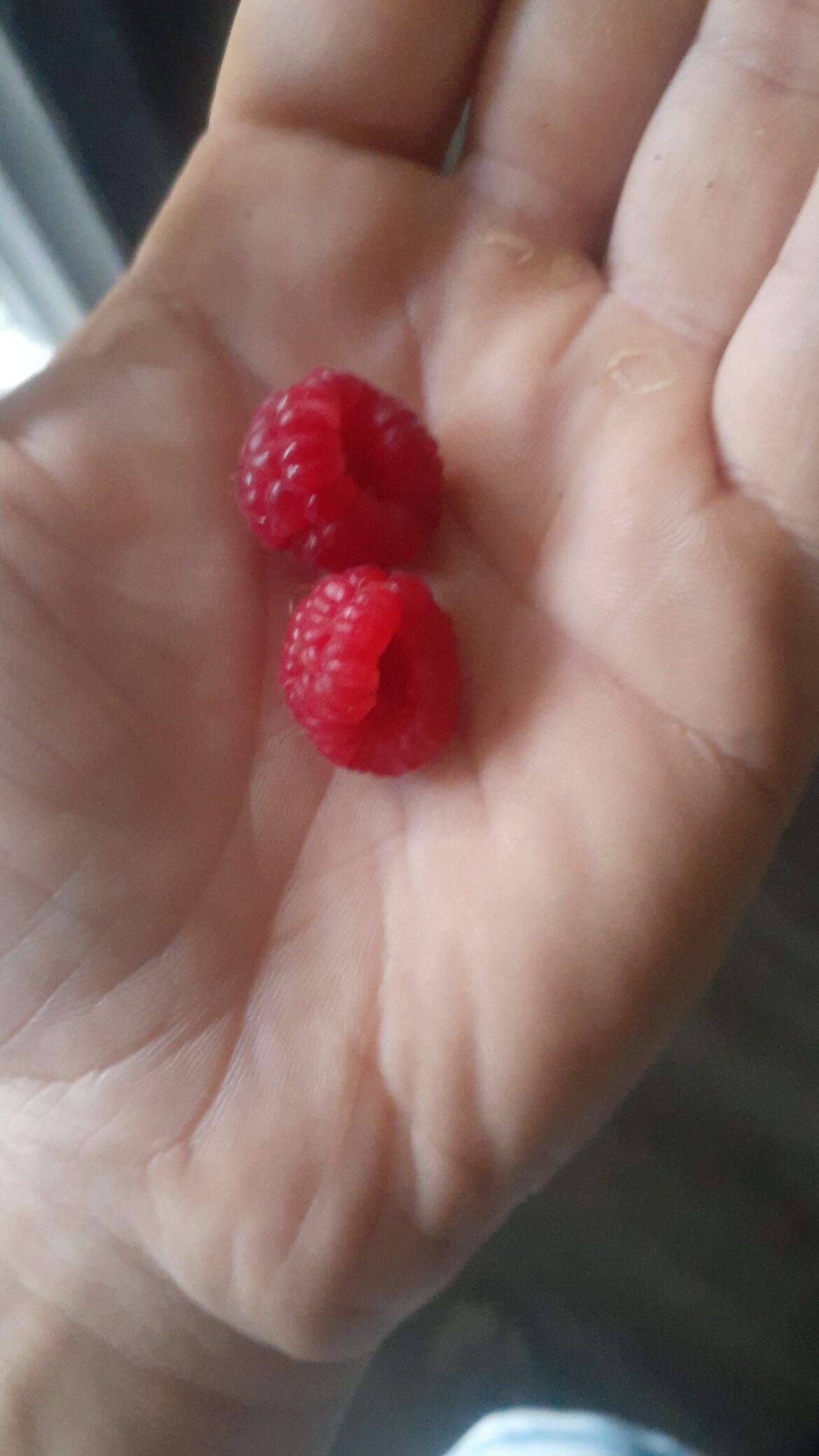 First Raspberries