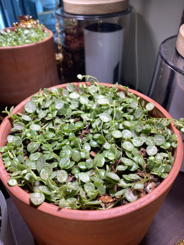 Help with my String of Turtles Help with my String of Turtles