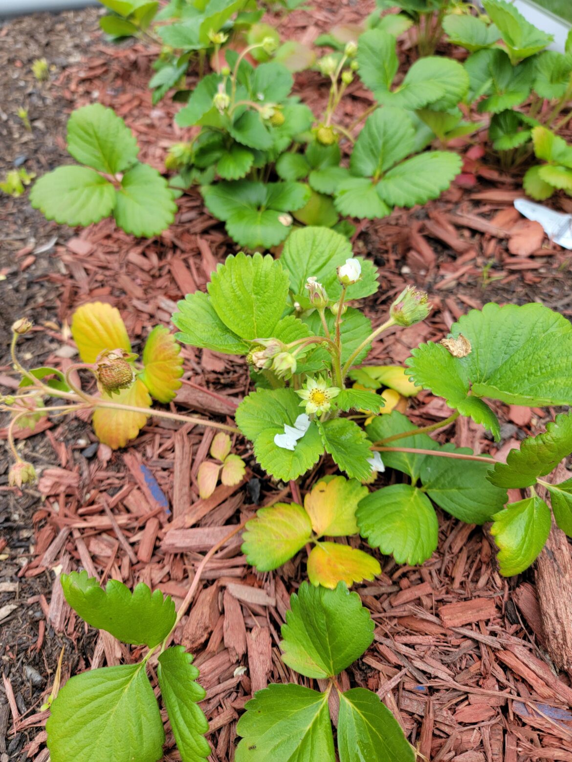 Dying Strawberry Leaves, help! Dying Strawberry Leaves, help!