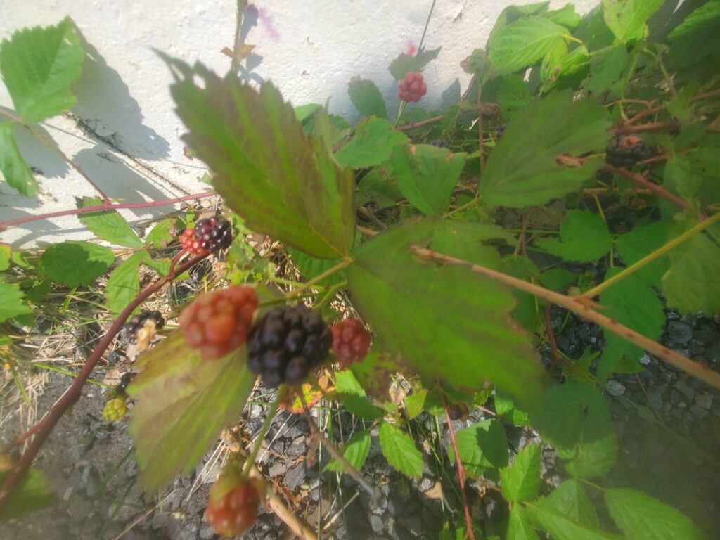 Berries growing around a warehouse in Central New Jersey (bonus: homemade berry drying apparatus)
