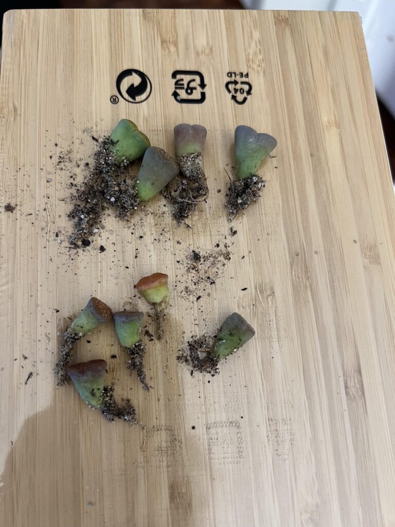 Diagnosis/advice Diagnosis/advice