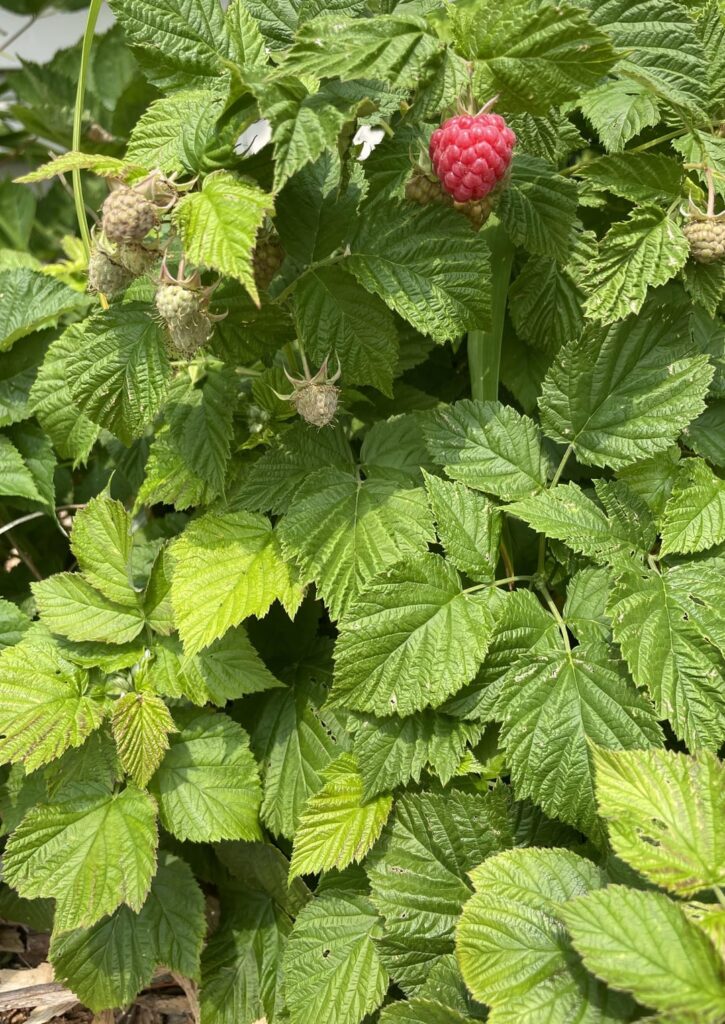 My backyard berries