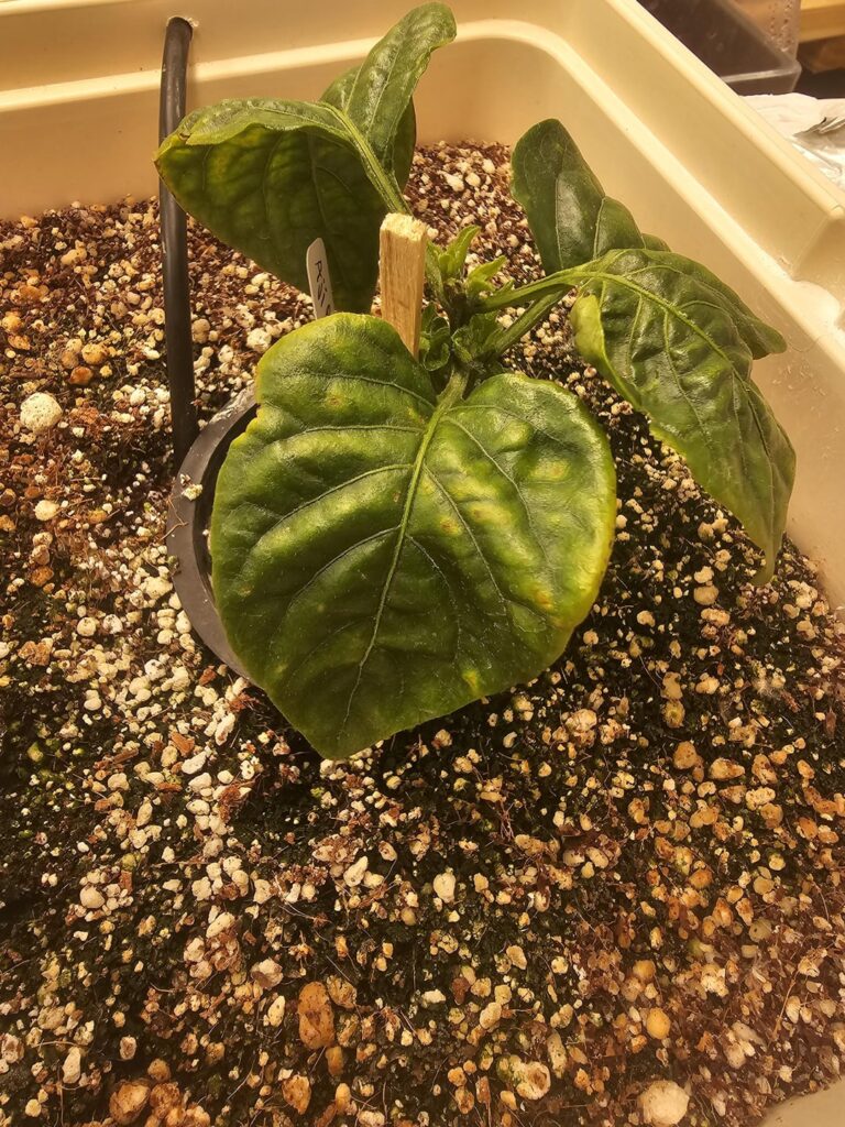 My Aji Mango doesn’t like me My Aji Mango doesn't like me