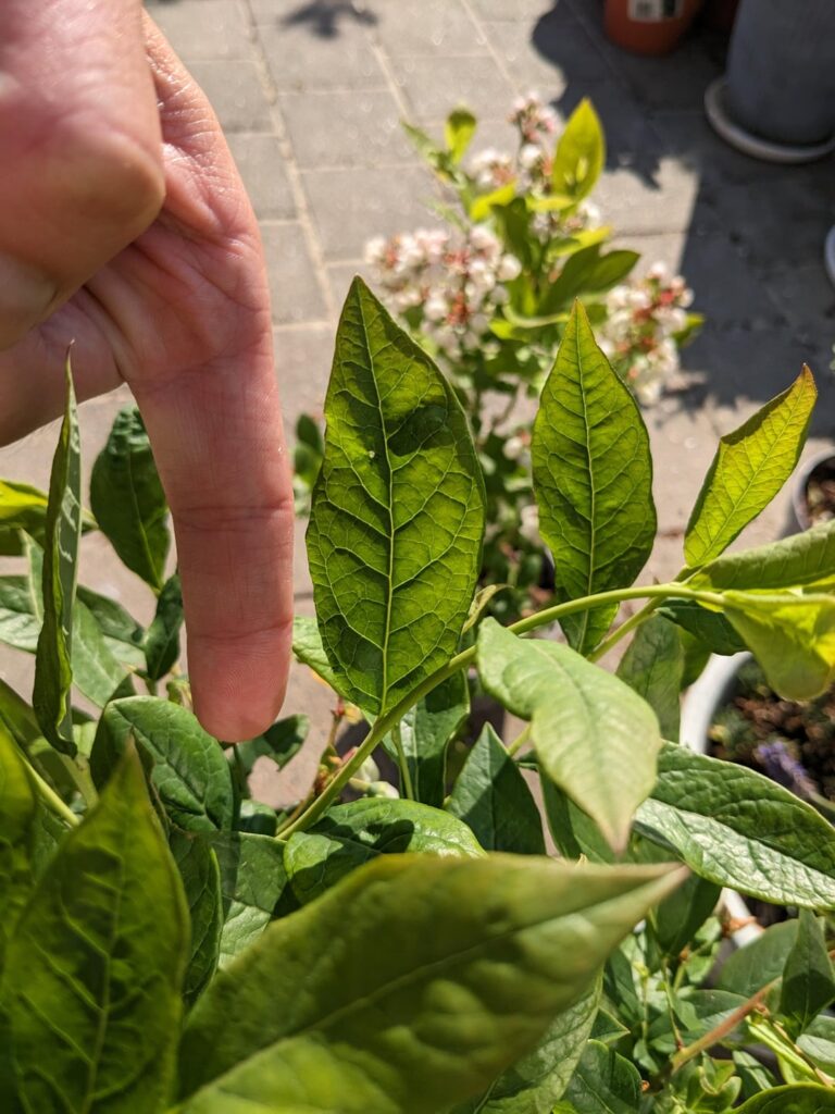 Help telling Toro vs Goldtraube blueberries apart