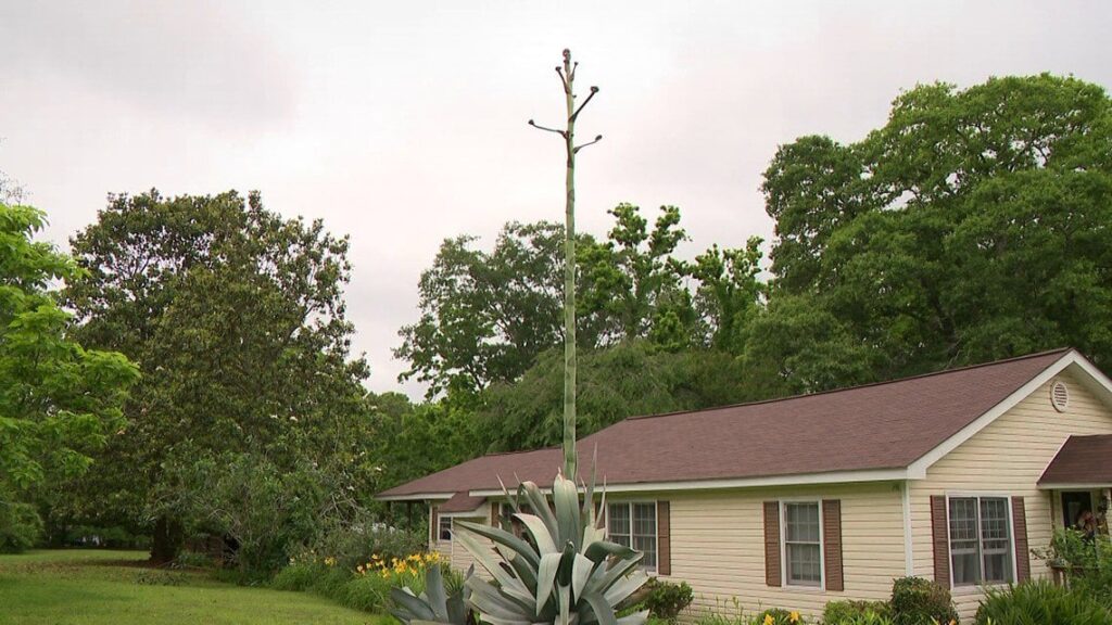 Jacki and the beanstalk