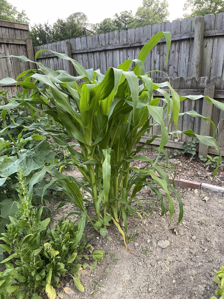 Same seeds, same soil, difference is one got shrimp peels and one did not! Same seeds, same soil, difference is one got shrimp peels and one did not!