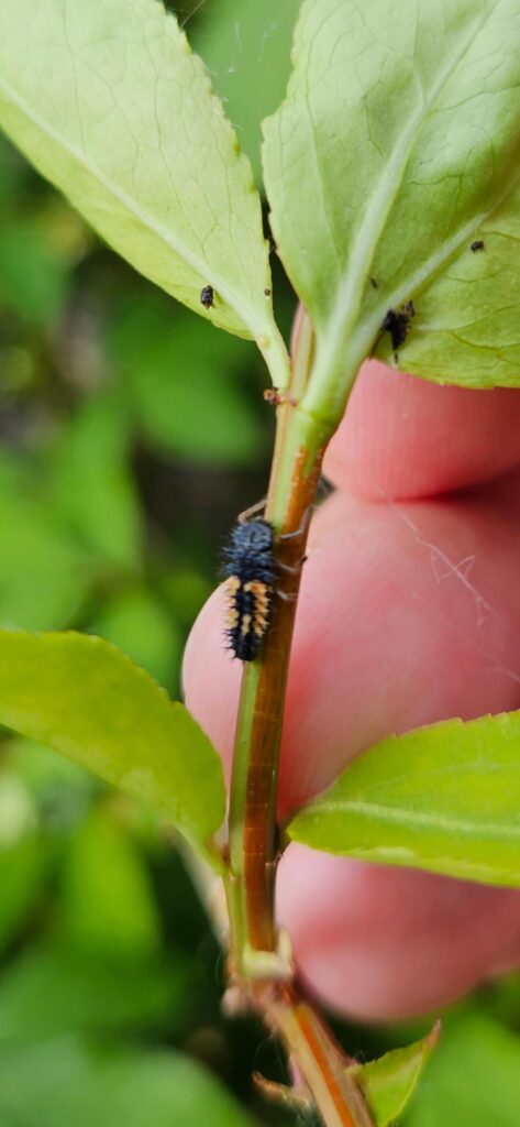 This is a best friend, correct?