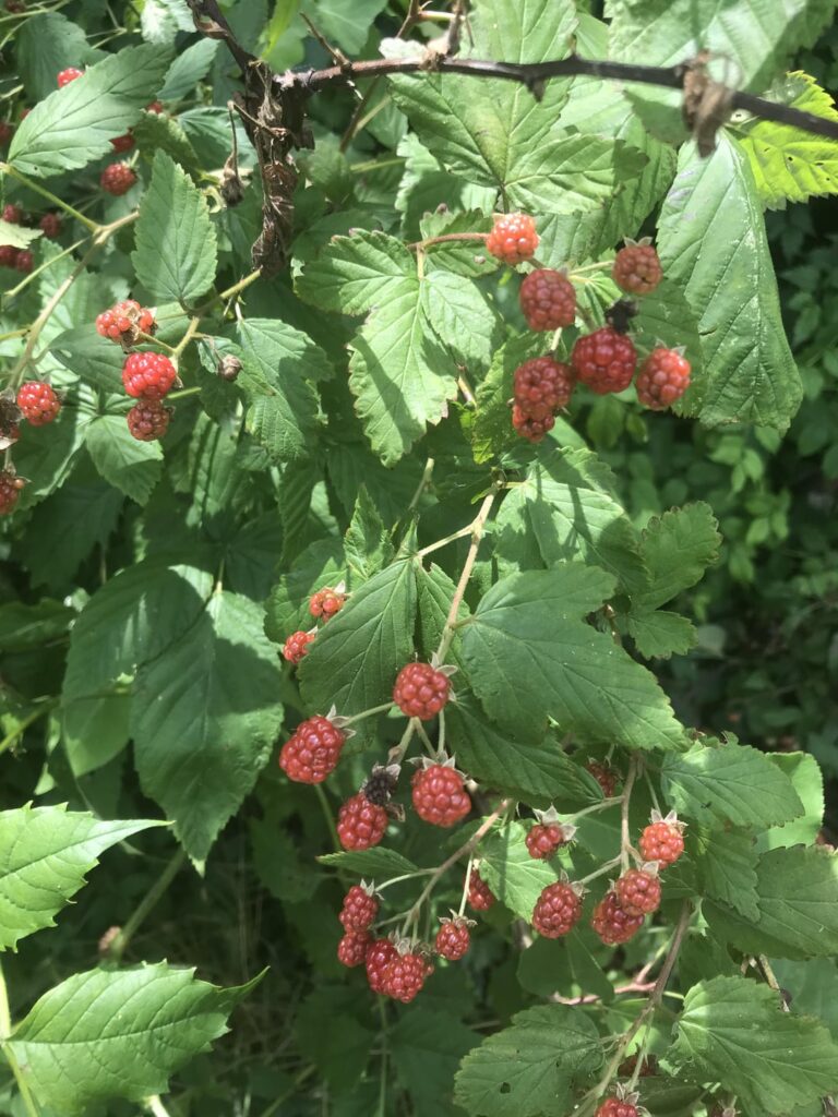 Can I eat this?