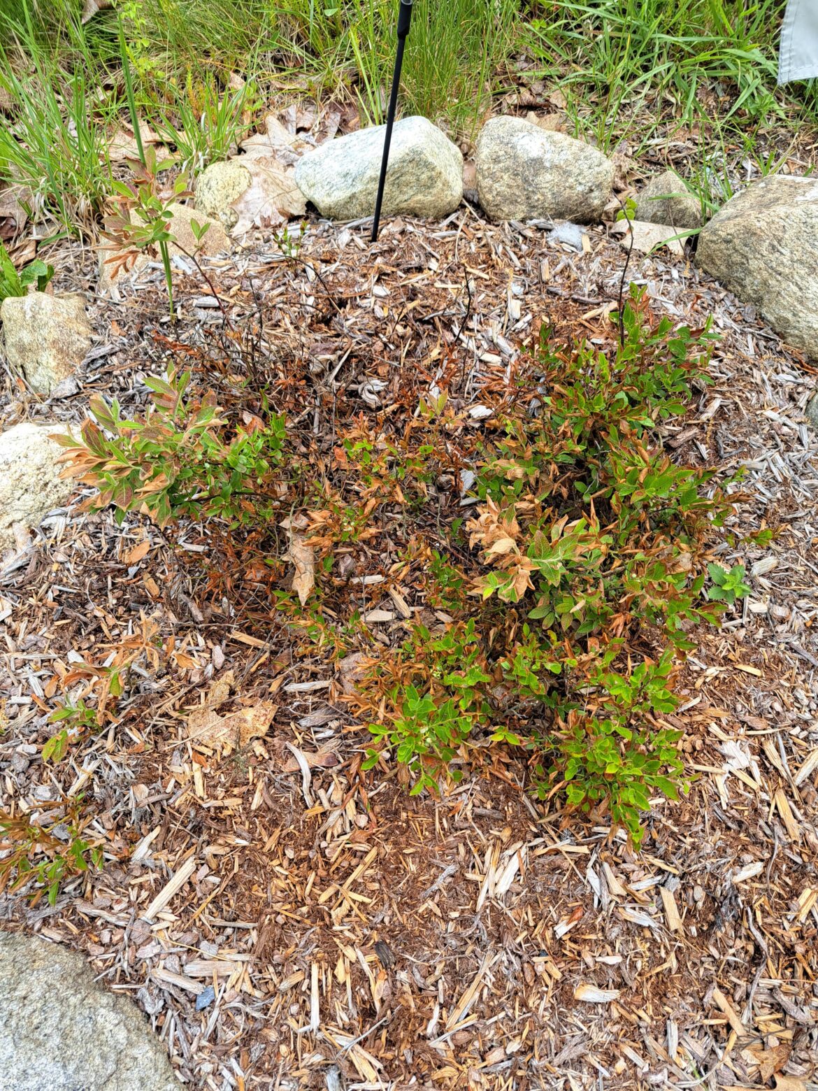 Blueberry leaves turning yellow please advise :(