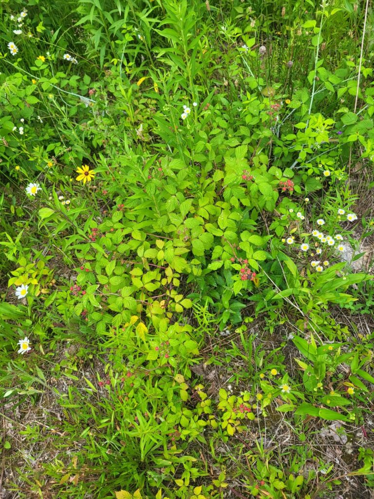 Wild berries