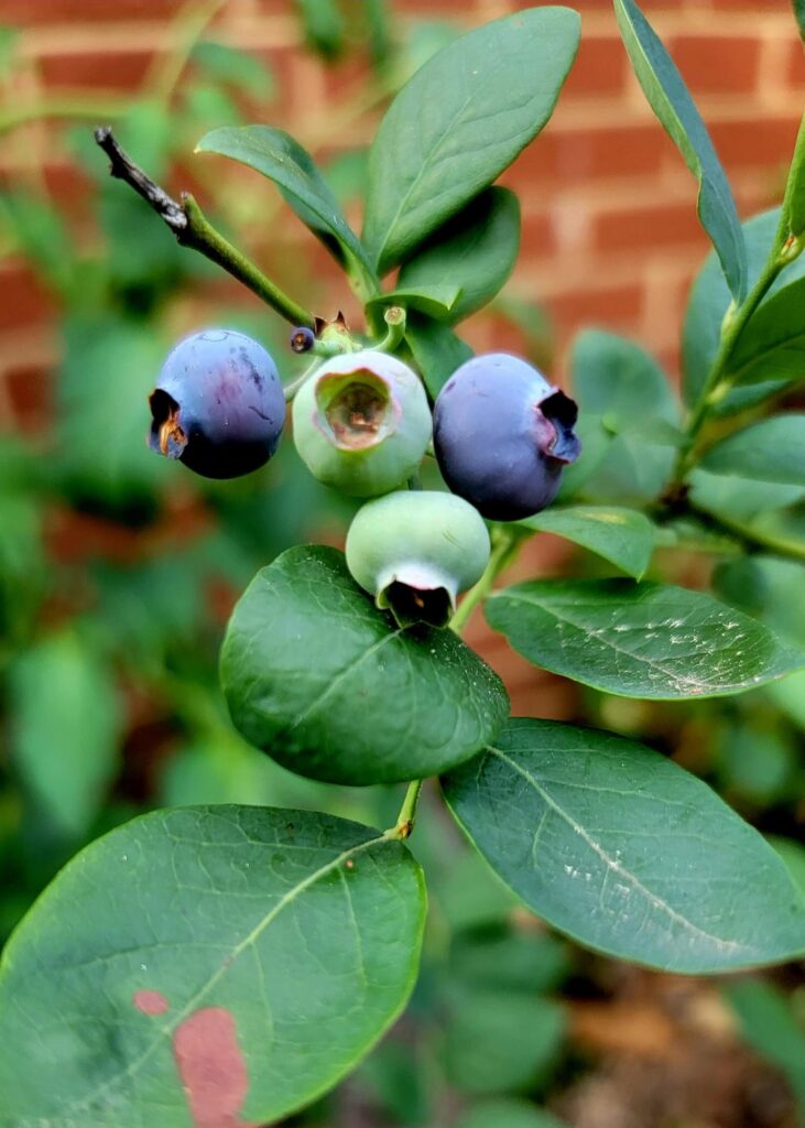 These actually fruited 🤯 #smallvictories