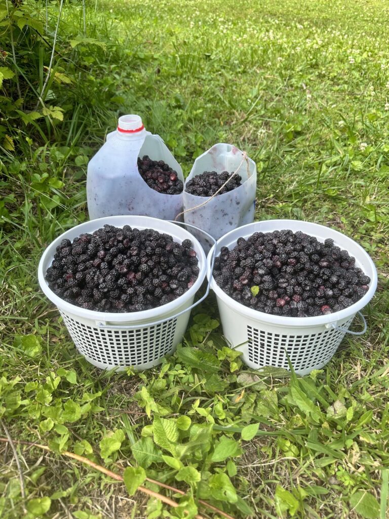 Black raspberry harvest & recipe