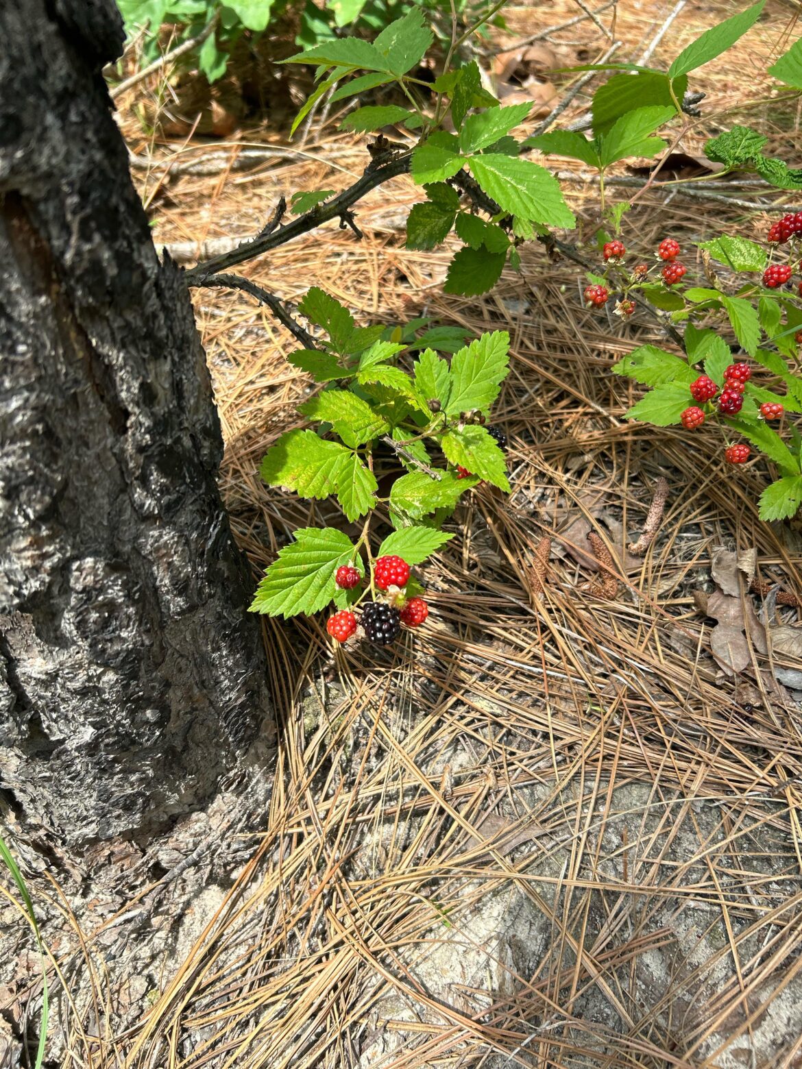 Are these berries safe to eat? Eastern NC.