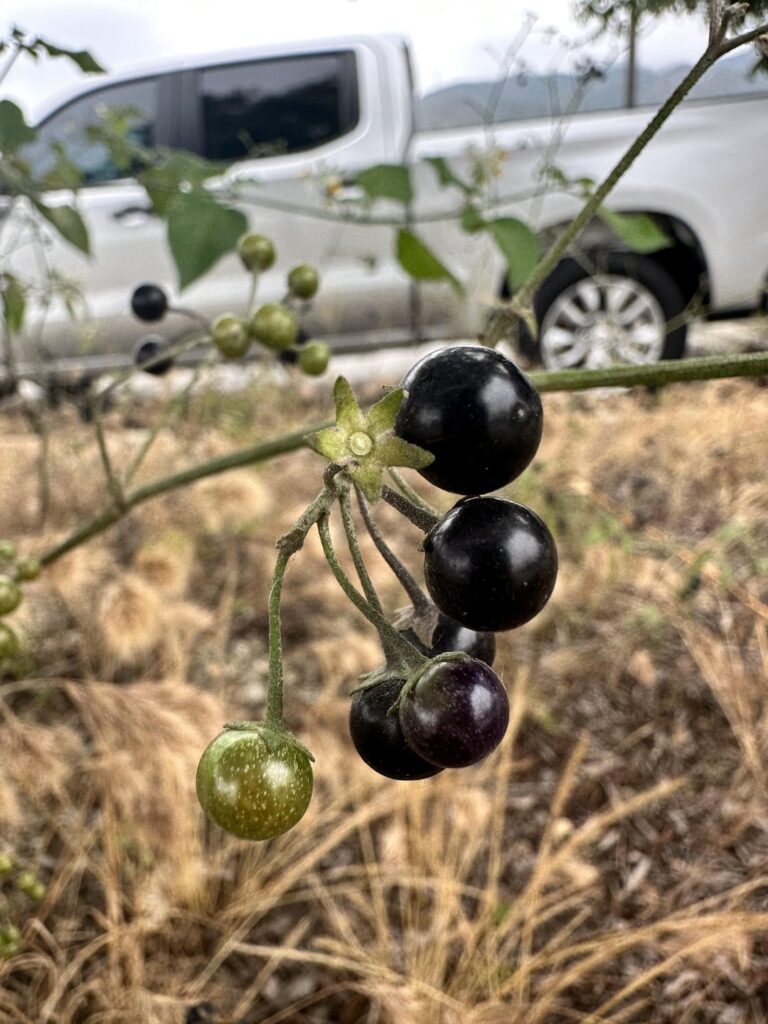 what berry is this