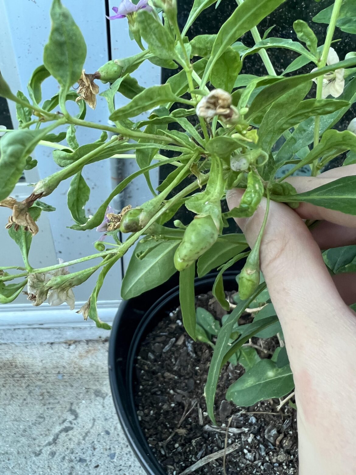 What’s wrong with my gojis?