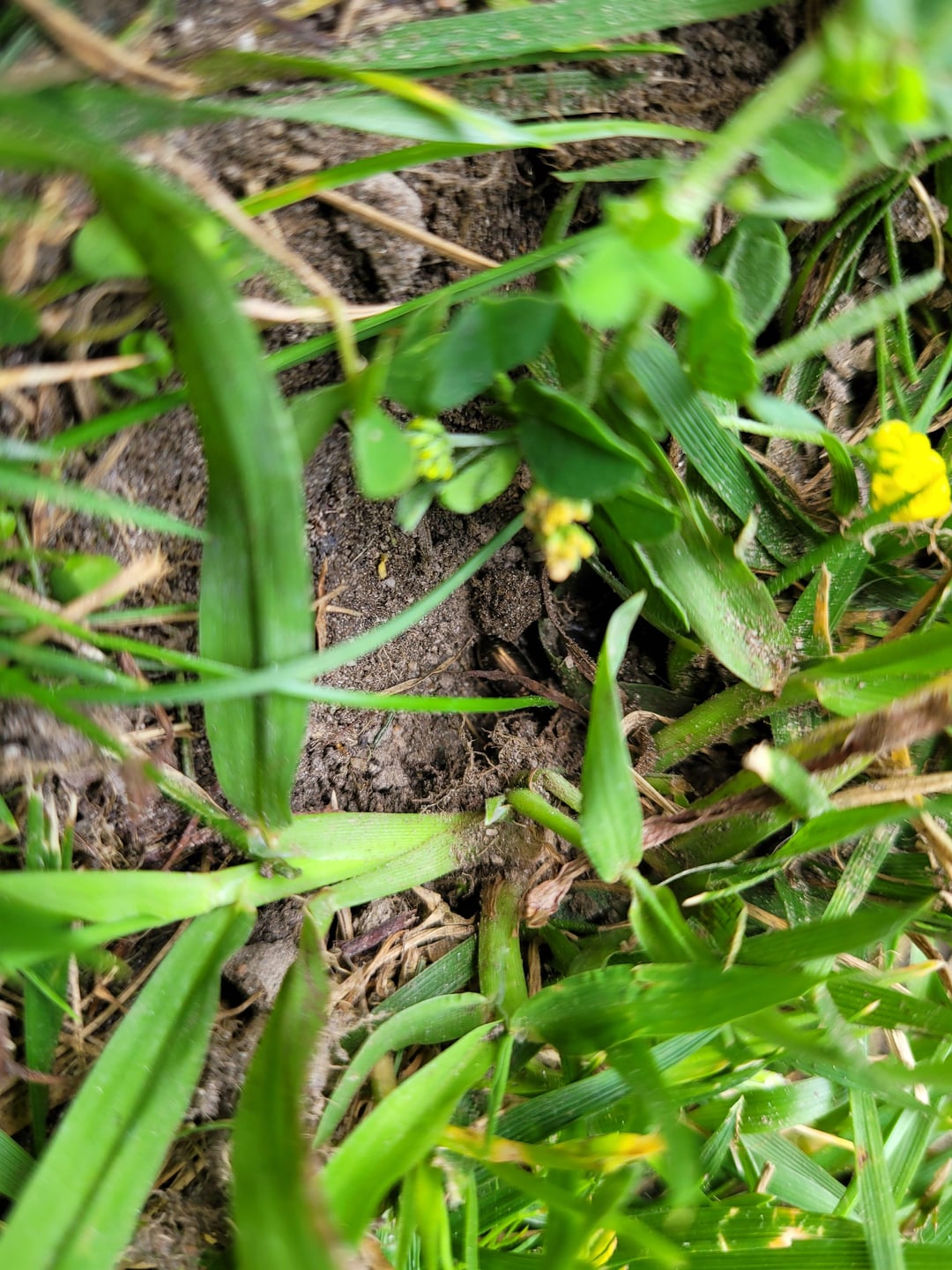 What are these little holes that appeared in my grass suddenly? All