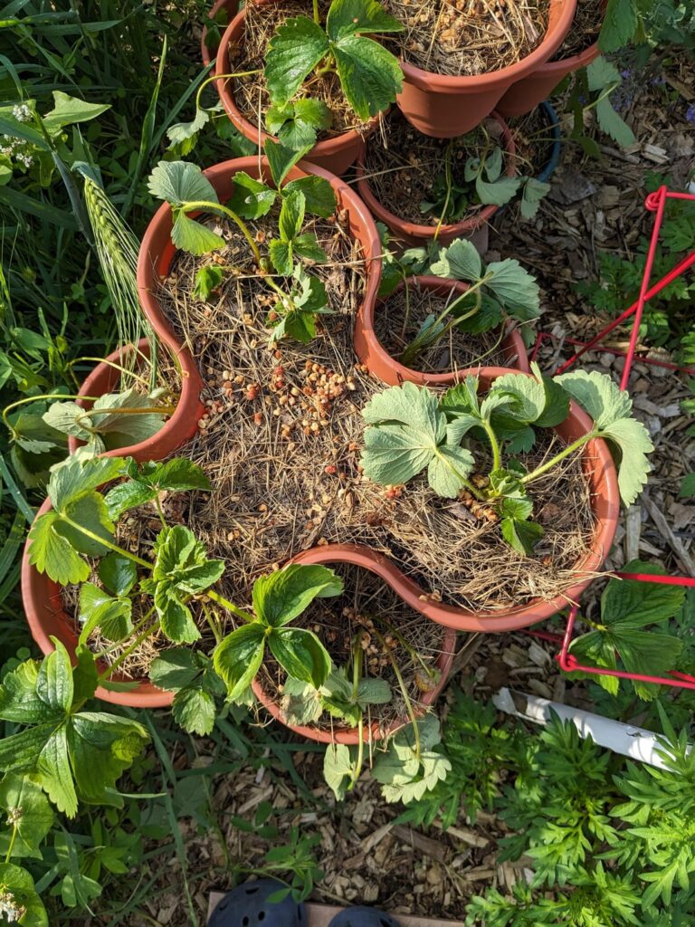 Dying strawberries halp!