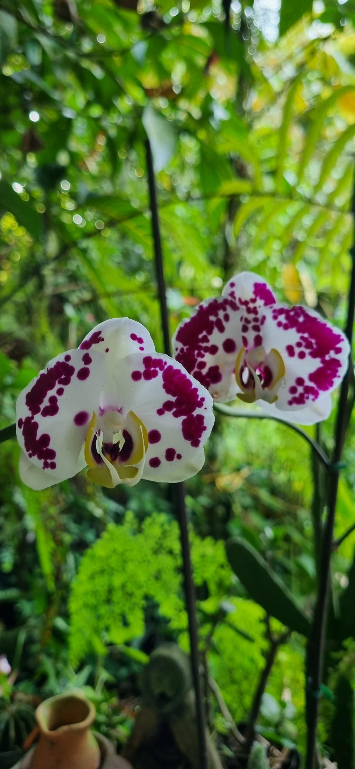 Orchids