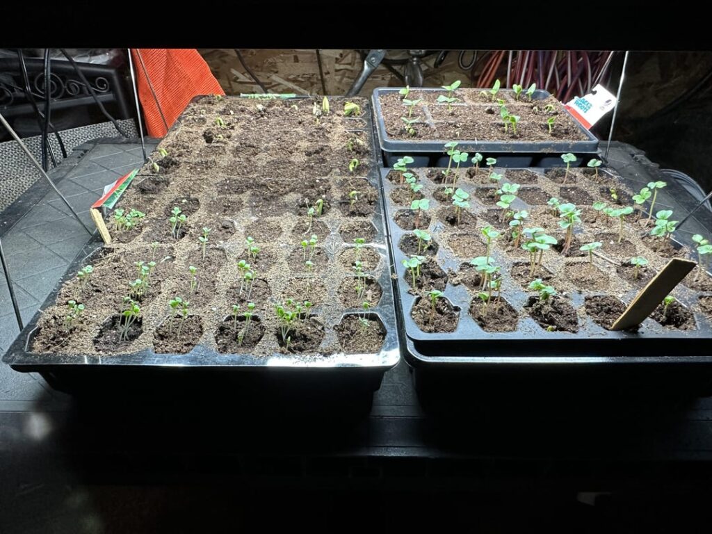 At least stuffs growing