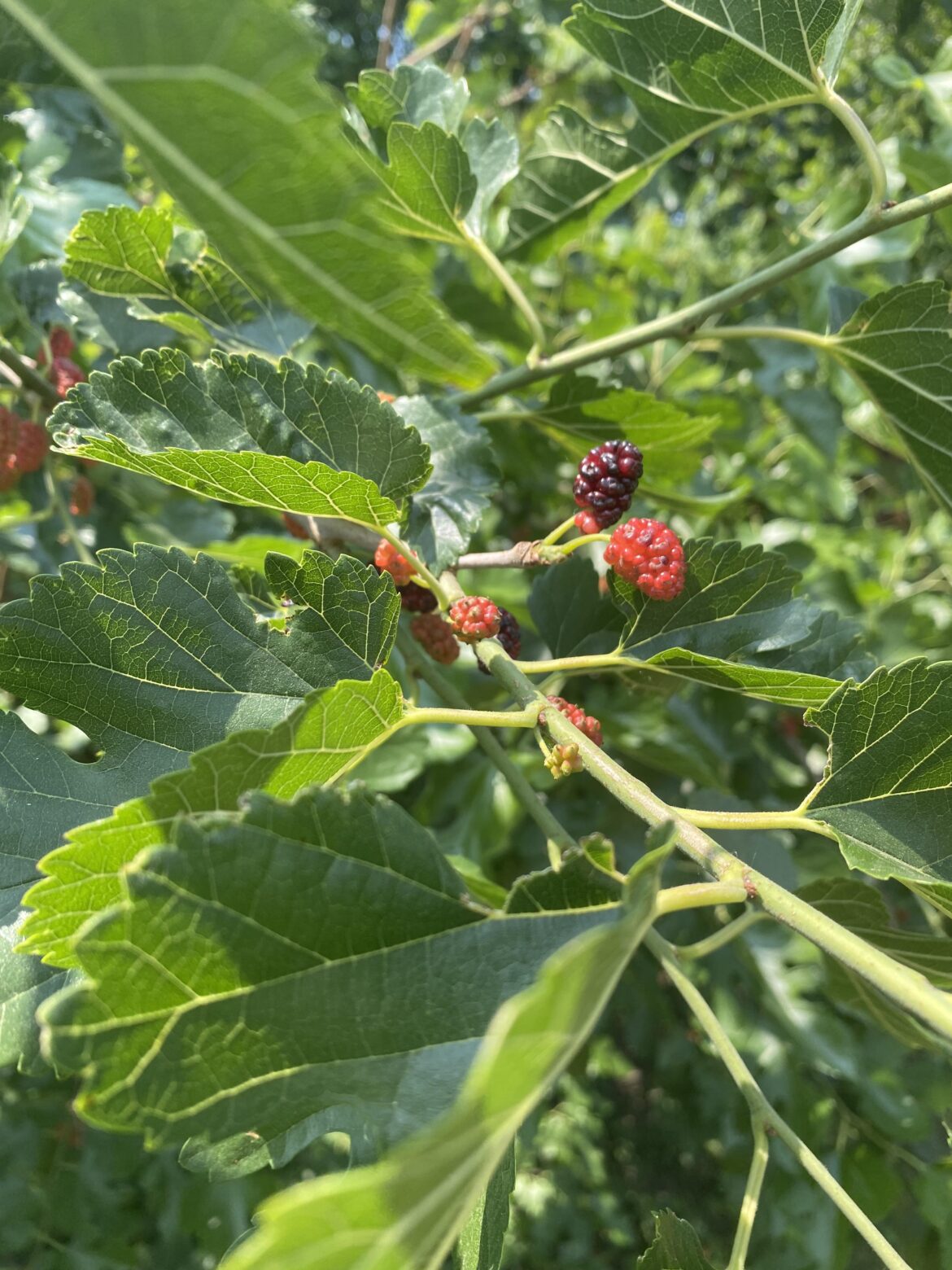 Found these in my backyard while mowing the lawn. Can I eat them?