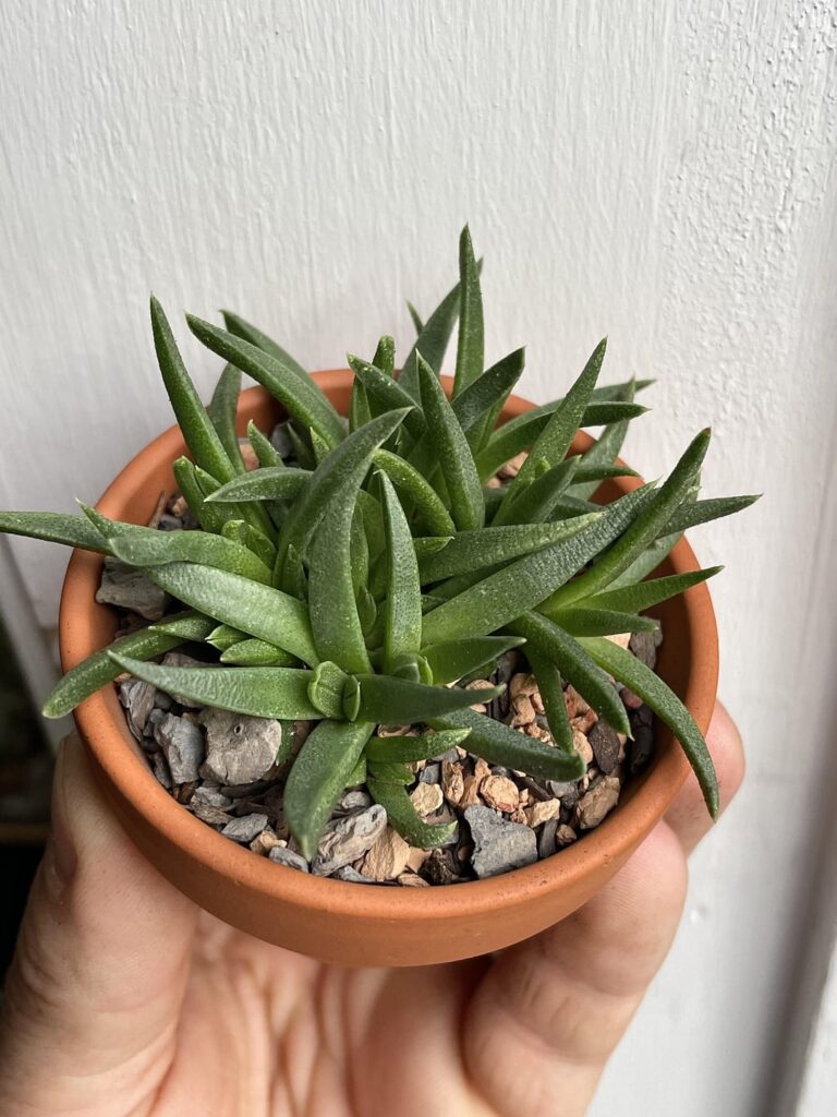 Second attempt at Rabiea albinota. First one got spider mites and lost the battle of treatment.