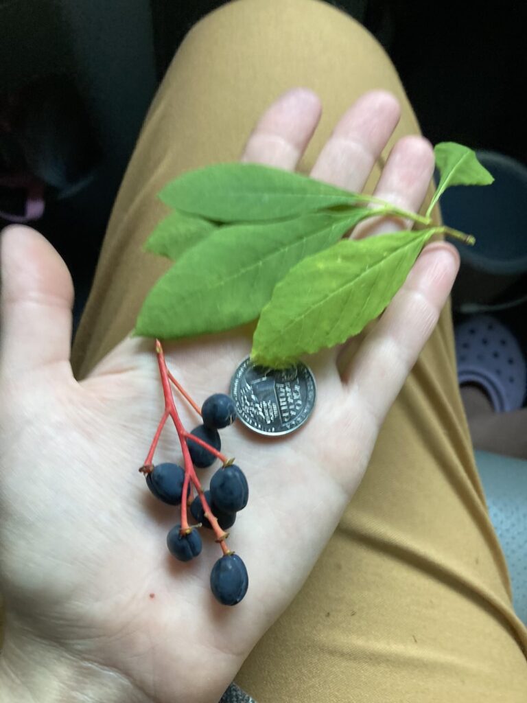 Help identifying berry in Eastern Washington