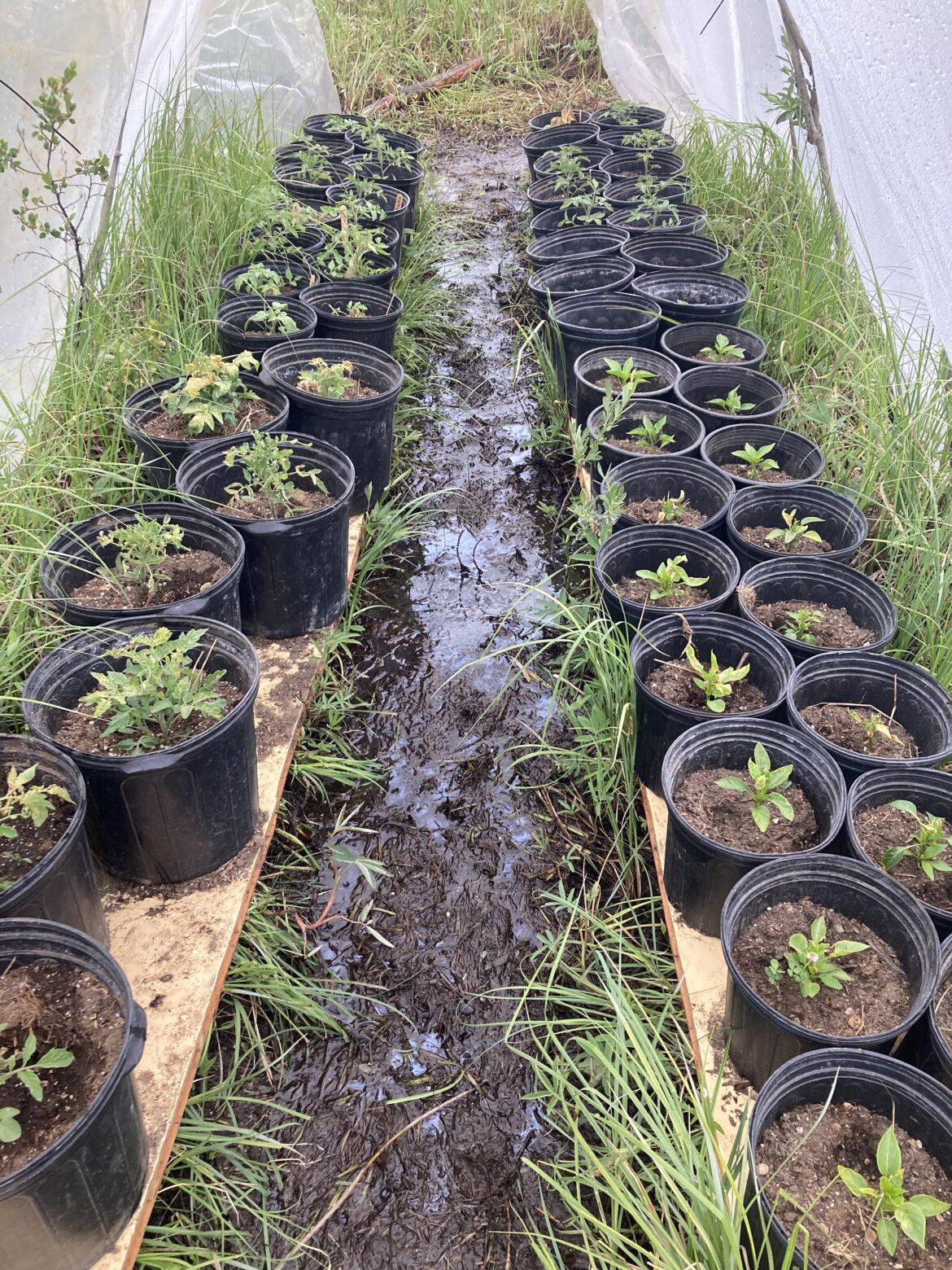 FREE home made hoop house. 3rd year using this style.