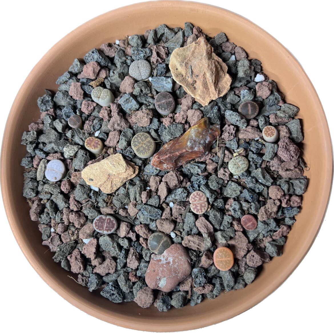 First little lithop staging