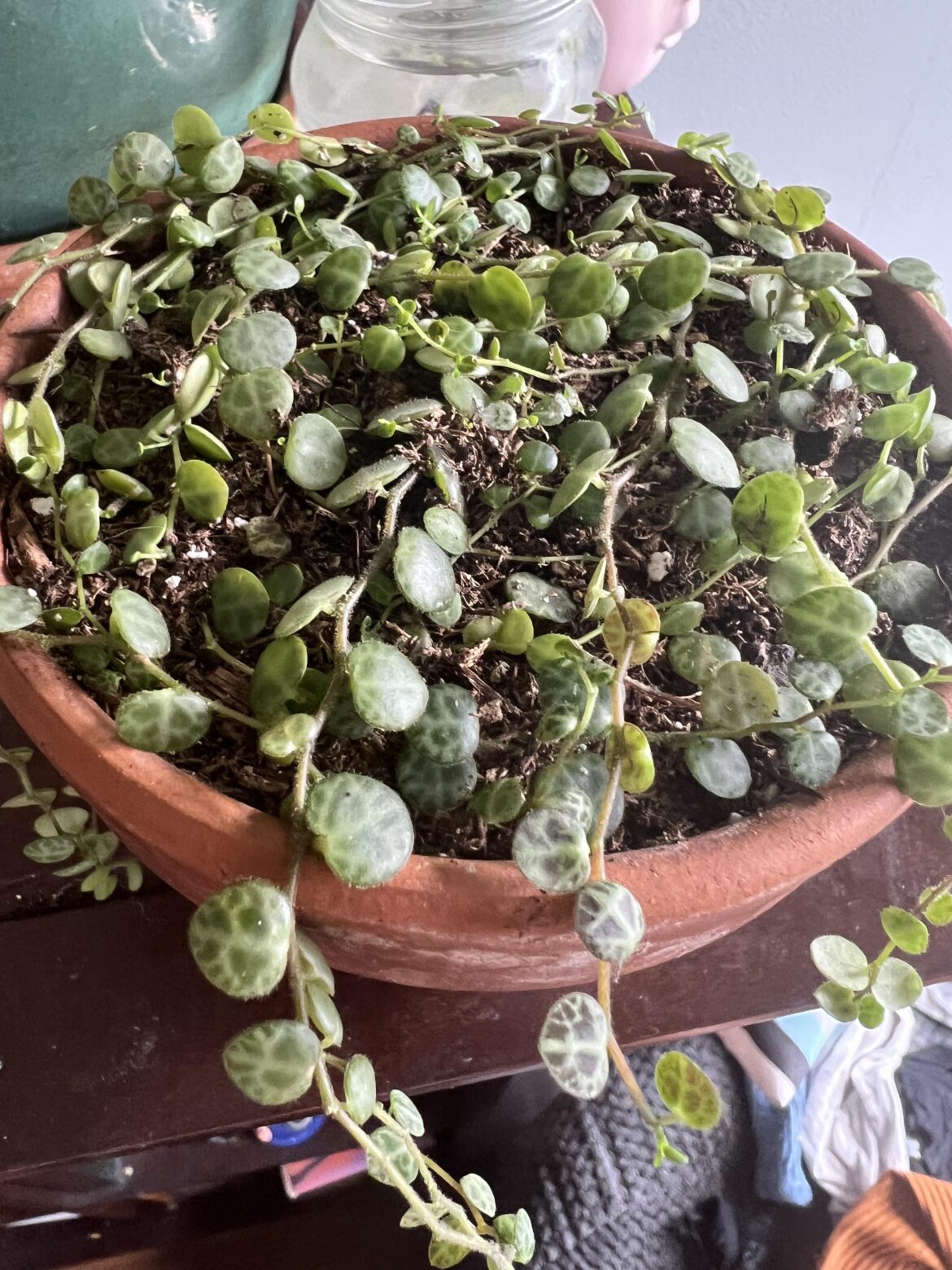 Had to chop and prop my entire SOT because they got sunburnt. Look at them now! 🥹 new growth