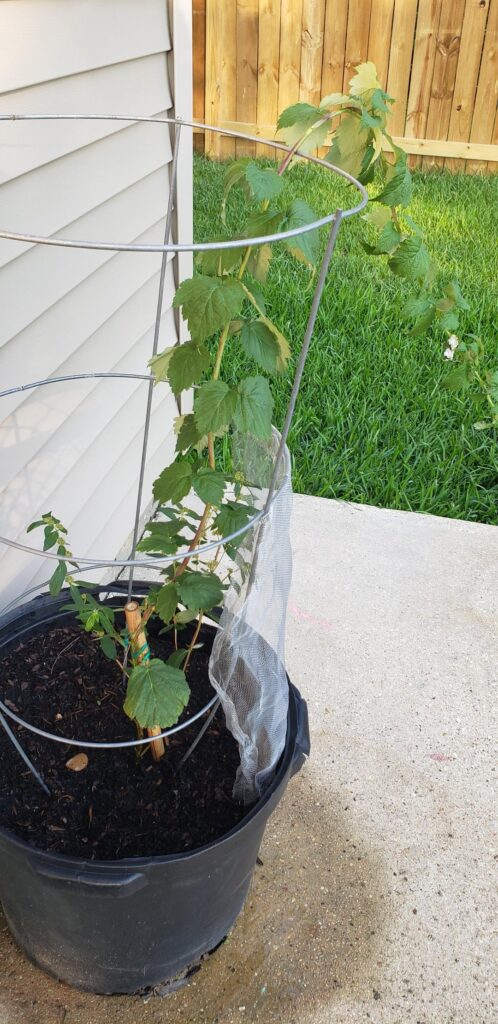 Raspberry I posted yesterday is looking worse. Is the small space the problem? Or something else? Raspberry I posted yesterday is looking worse. Is the small space the problem? Or something else?