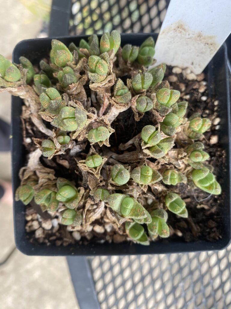 Rust and summer dormancy