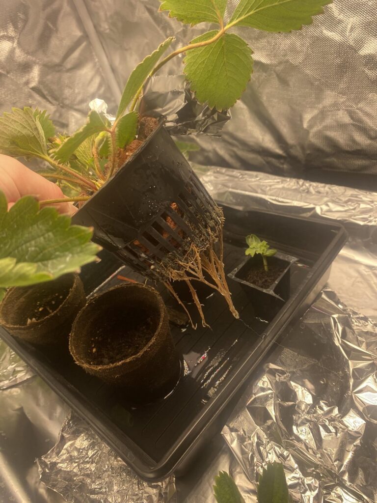Salty buildup on strawberry net cups in DWC. Roots a little brown. No odor. Changed water 3 days ago. Using 1 tsp/gallon of dynagrow. First time water culture, previous coco grower.