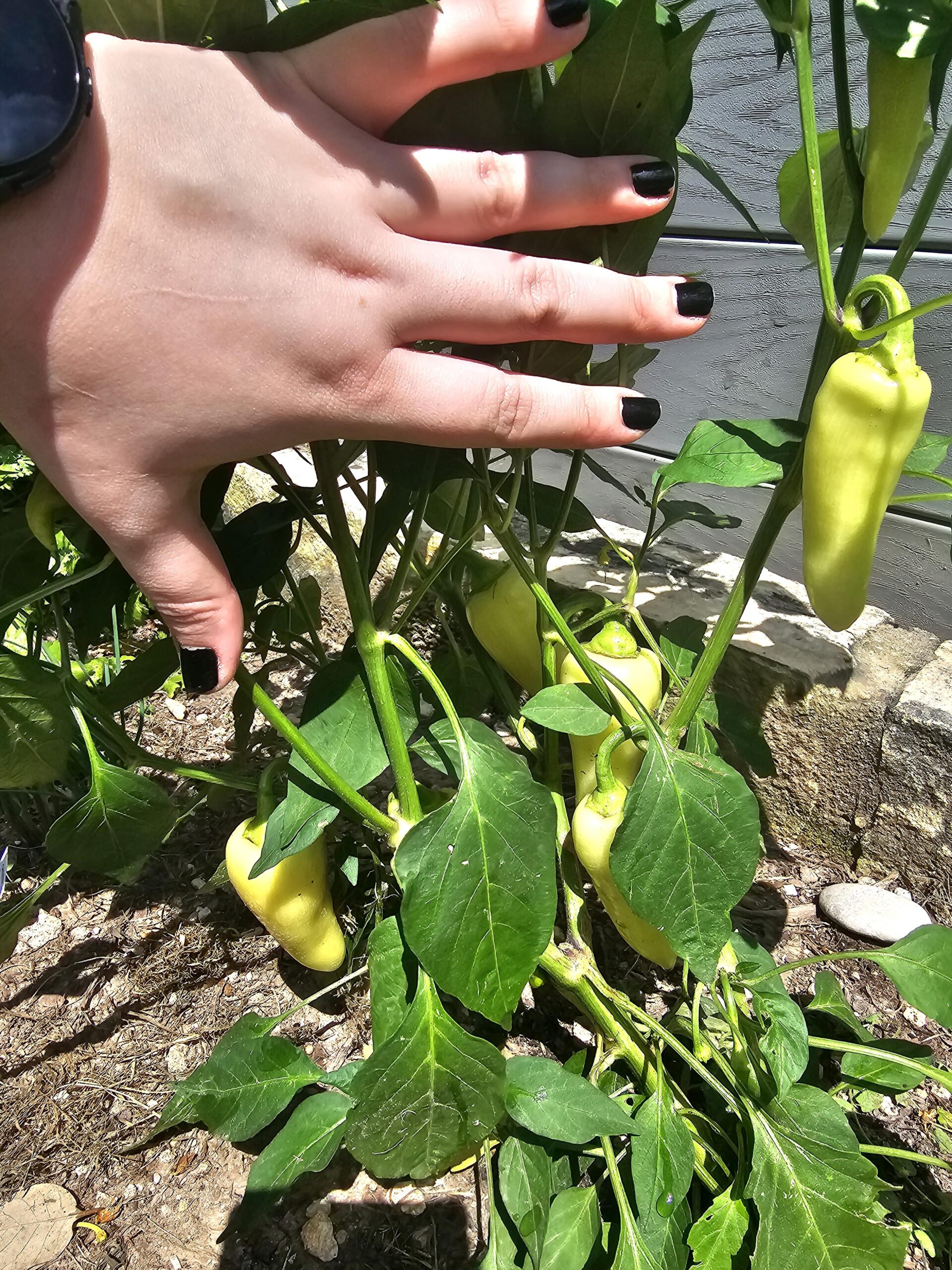 why are my jalapeños white? All For Gardening