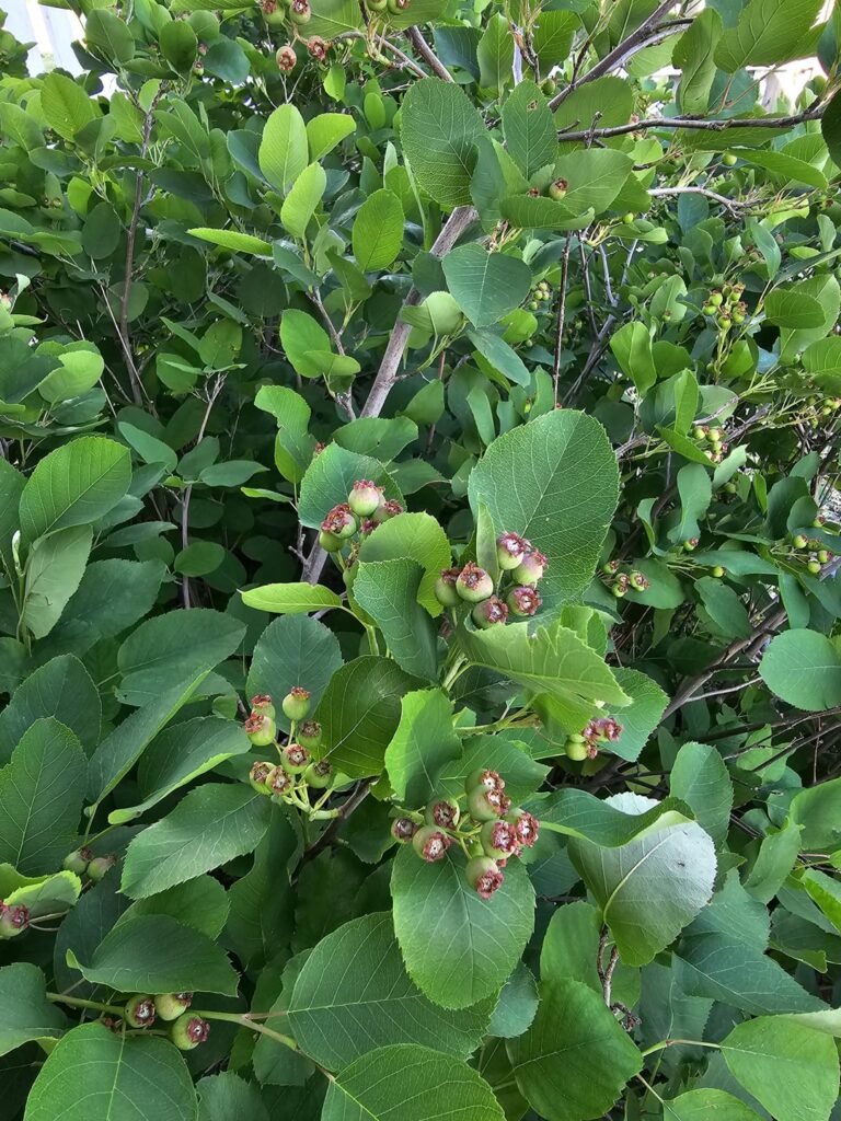 Help with identifying my plant