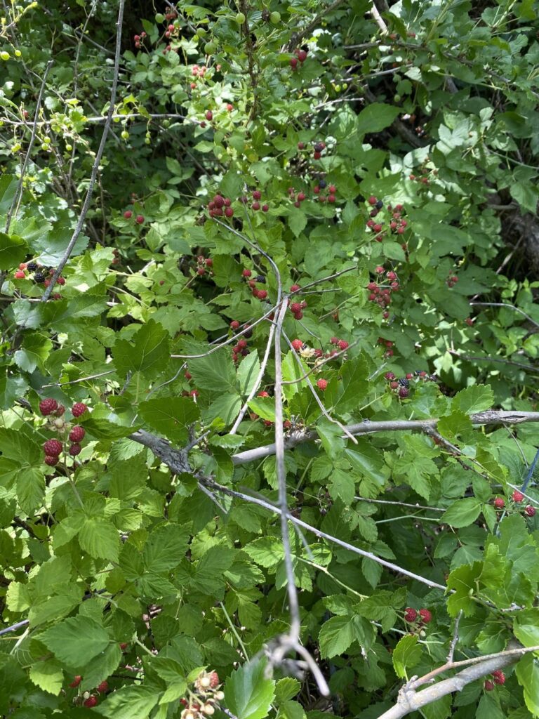 My Black Raspberry patch on our farm.