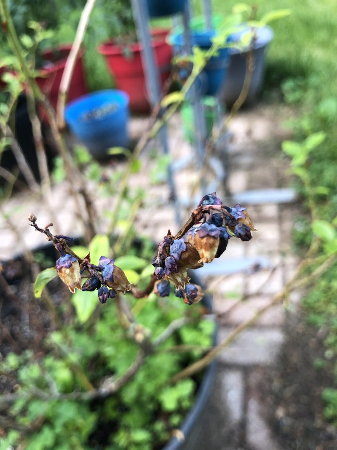 I think my blueberries have a problem. Any suggestions?