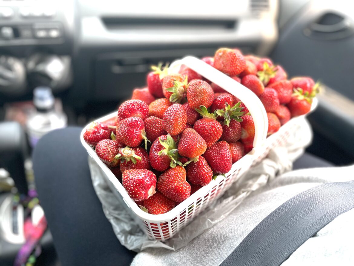Strawb season!