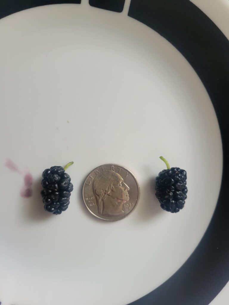 Can anyone identify this berry?