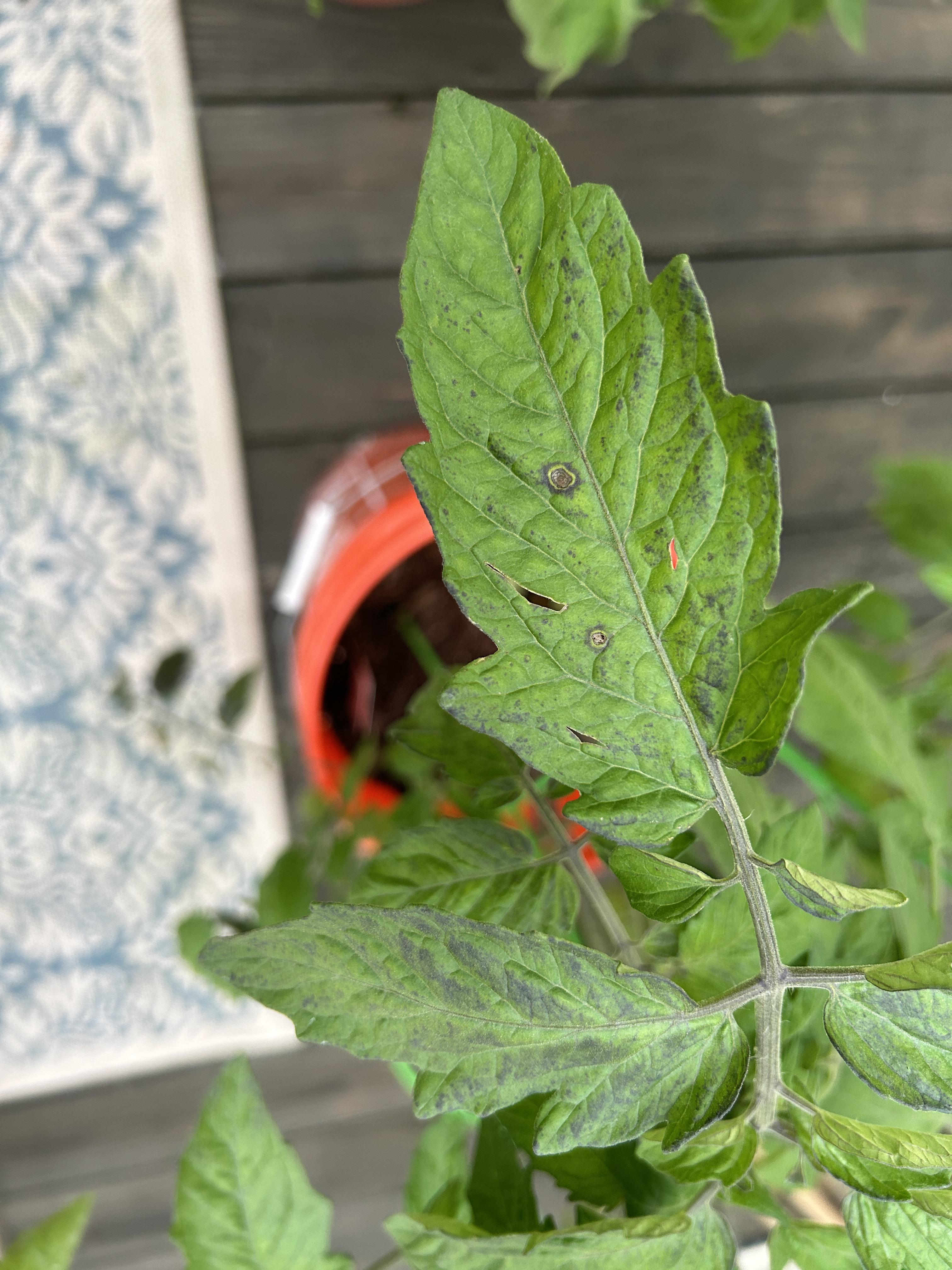 Tomato Plants All For Gardening