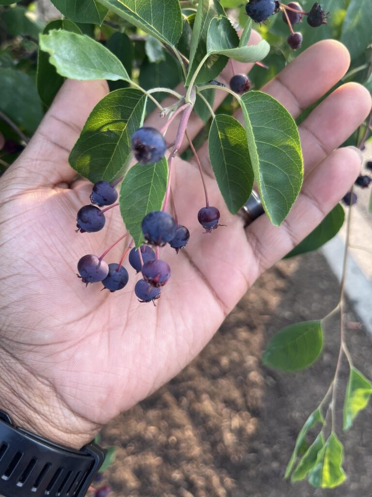 Can any ID these berries? Im in Chicago,IL are they edible? 💀