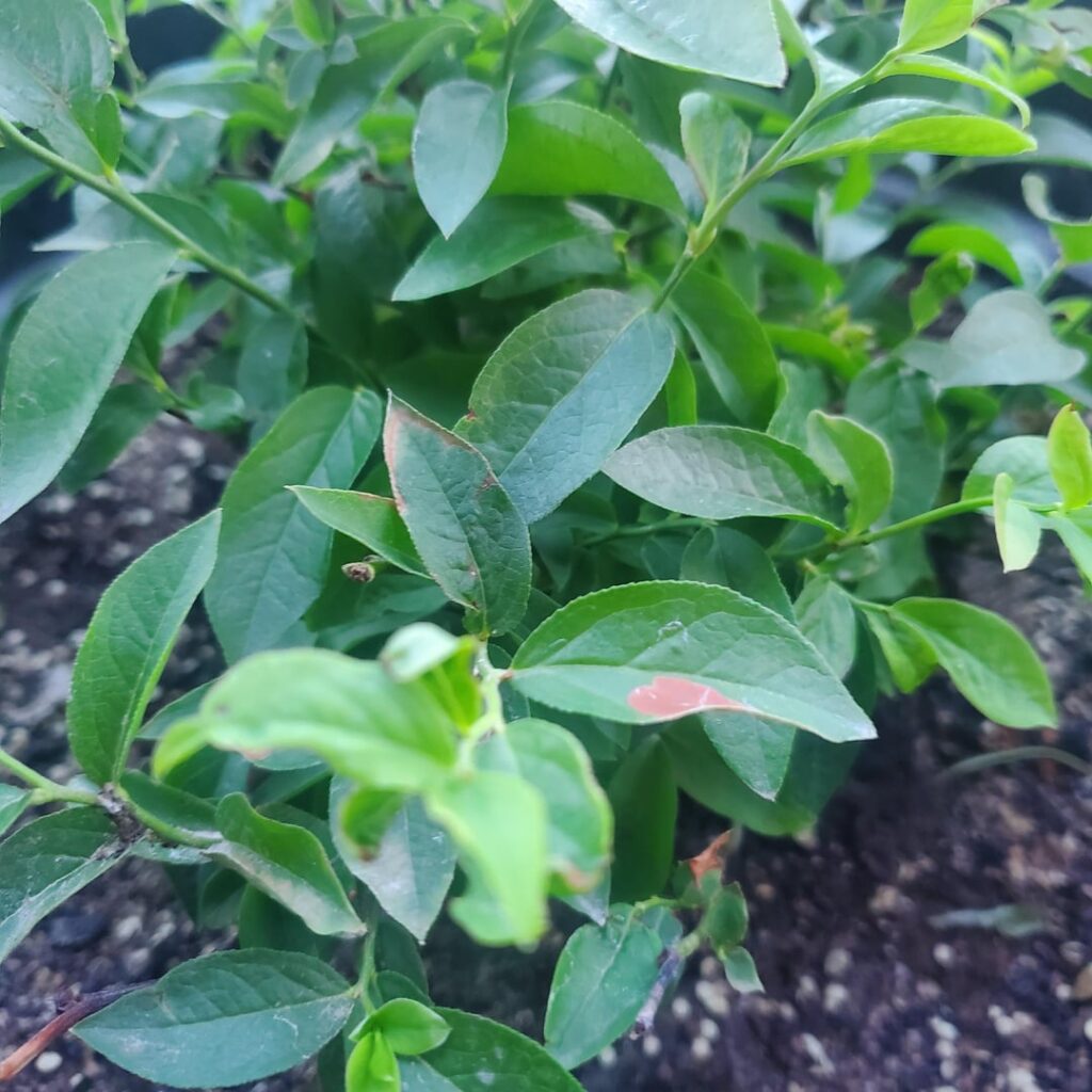 Blueberry help