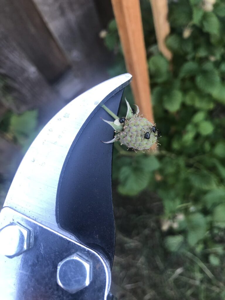 What are these bugs on my unripe raspberries?