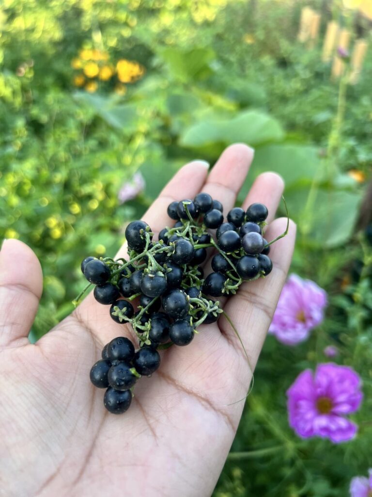 Anyone know the name of this berry?