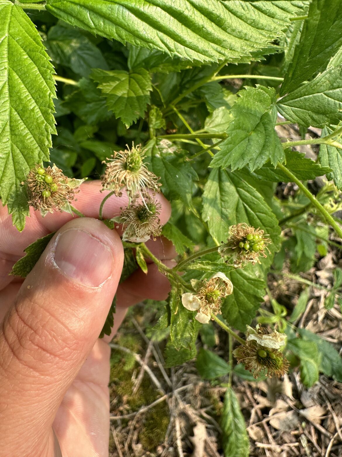 Snowbank White Blackberry Pollination Issue