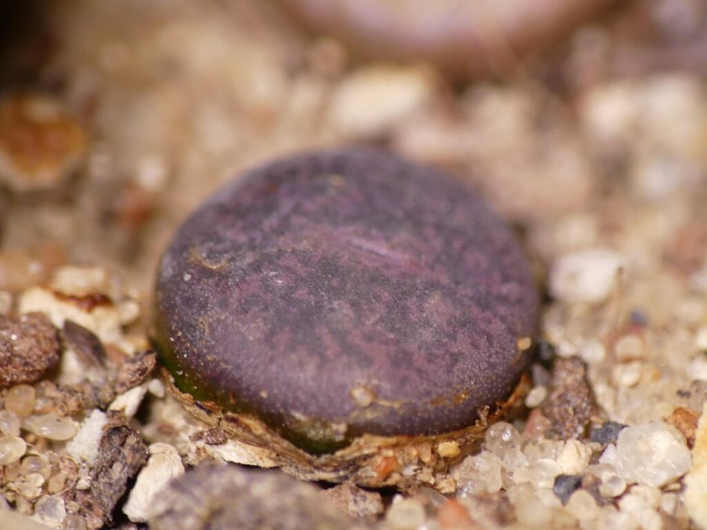 It's been a while. Here are some 11 month old babies from a seed variety pack.