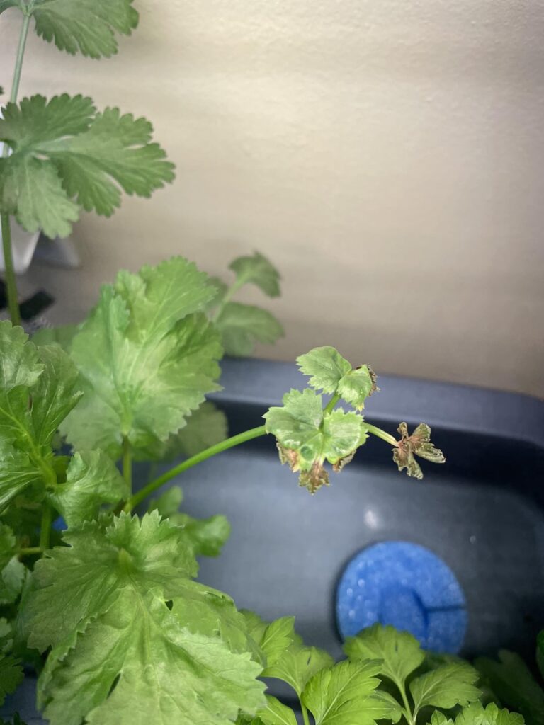New growth on my cilantro is turning brown and shriveling up in Kratky herb garden. Other 8 herbs in the bin doing fine. Ph 6 ppm 500. (Masterblend greens ratio) Calcium?