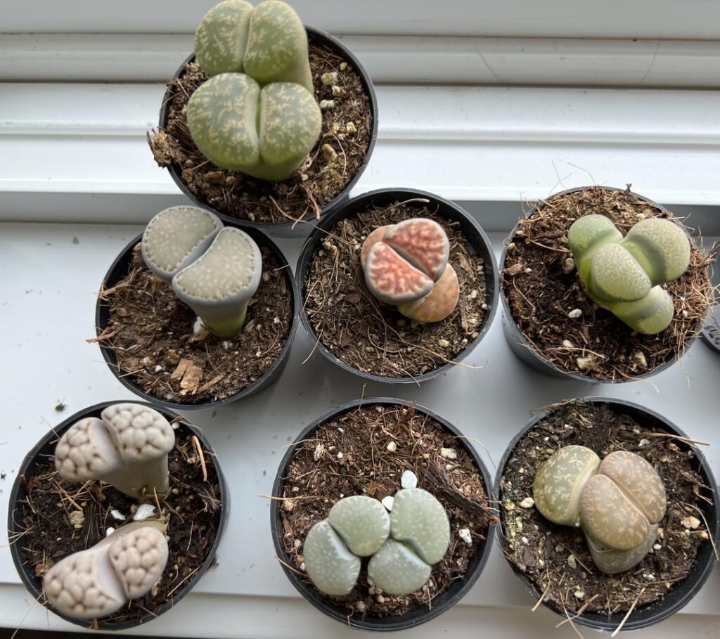 Potting new lithops
