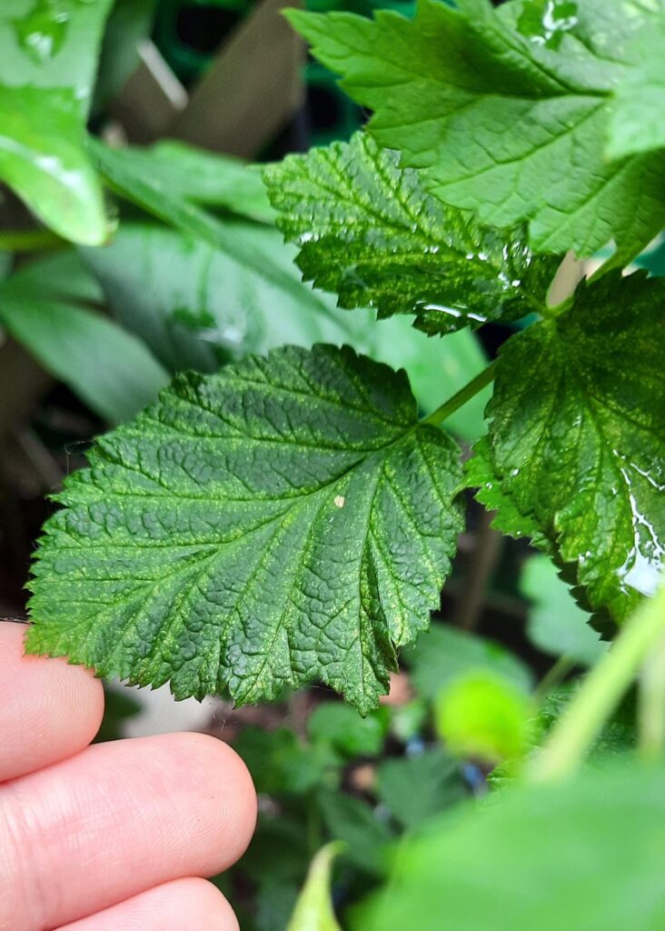 Is this a sign of spider mites? Only a few leaves have this.